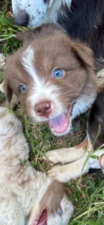 Red TRI Male Brown Nose