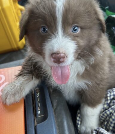 Red TRI Male Pink nose