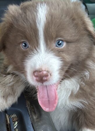 Red TRI Male Pink Nose